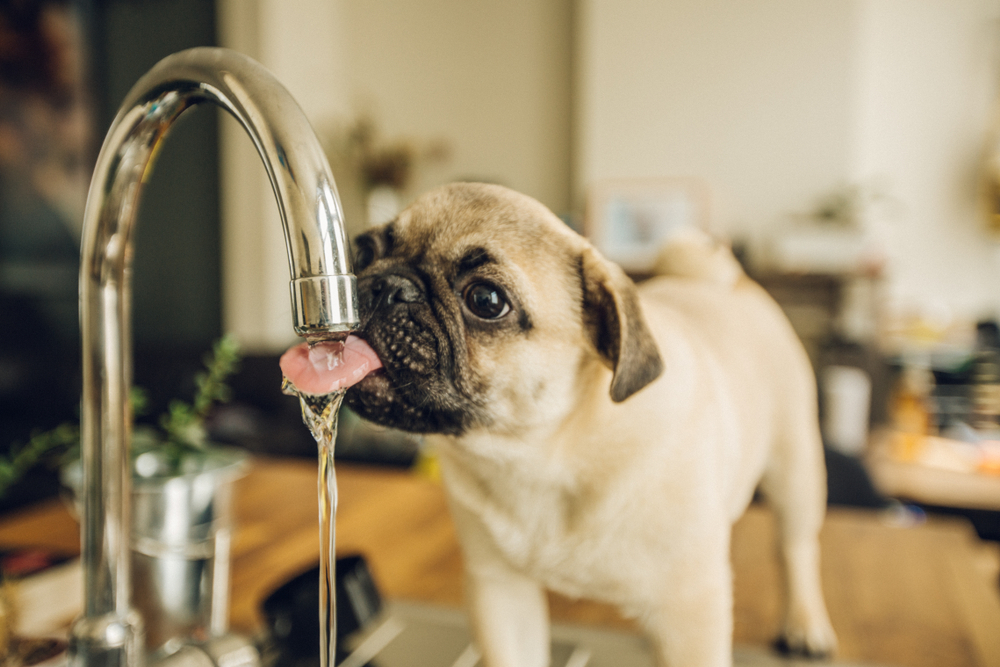 A pug drinking water from a sink faucet