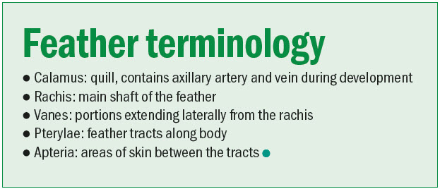 An info box showing five feather terminologies.