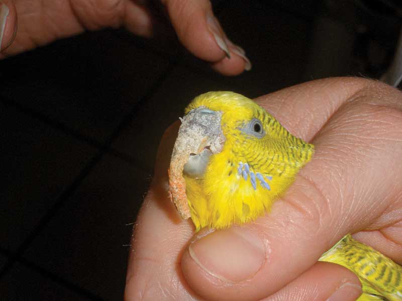A yellow bird with severe beak overgrowth.