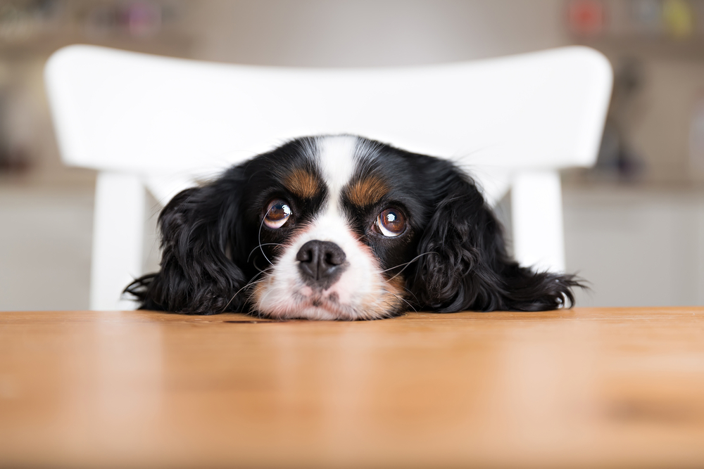 A Cavalier King Charles spaniel begs for food at the table.