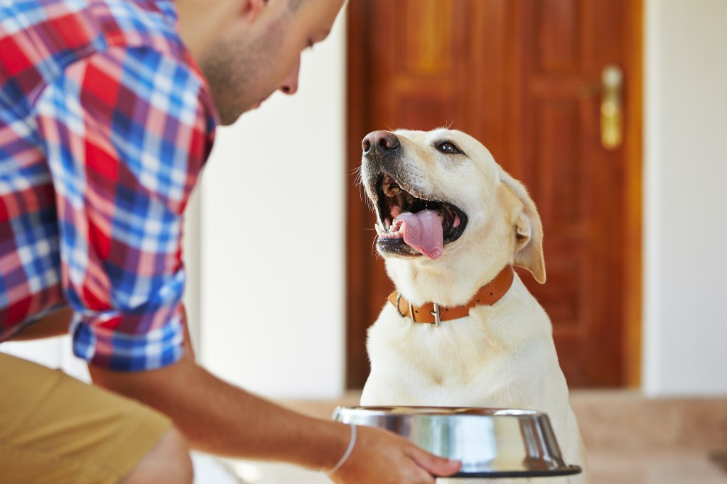 A man hands a bowl of kibble to a yellow labrador retriever with their tongue out