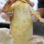 A guide to avian and reptilian dermatology