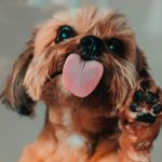 A small dog licks and holds up a paw