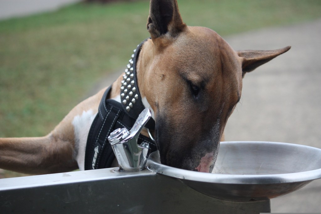 Bull terrier drinks from a park water fountain