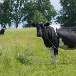 Highly pathogenic avian influenza found in Texas, Kansas dairy farms
