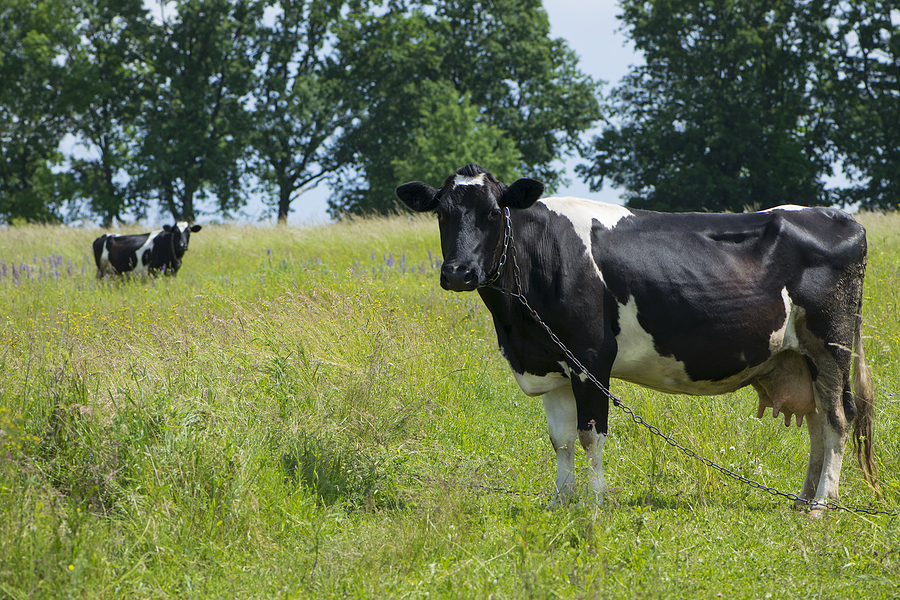 Highly pathogenic avian influenza found in Texas, Kansas dairy farms