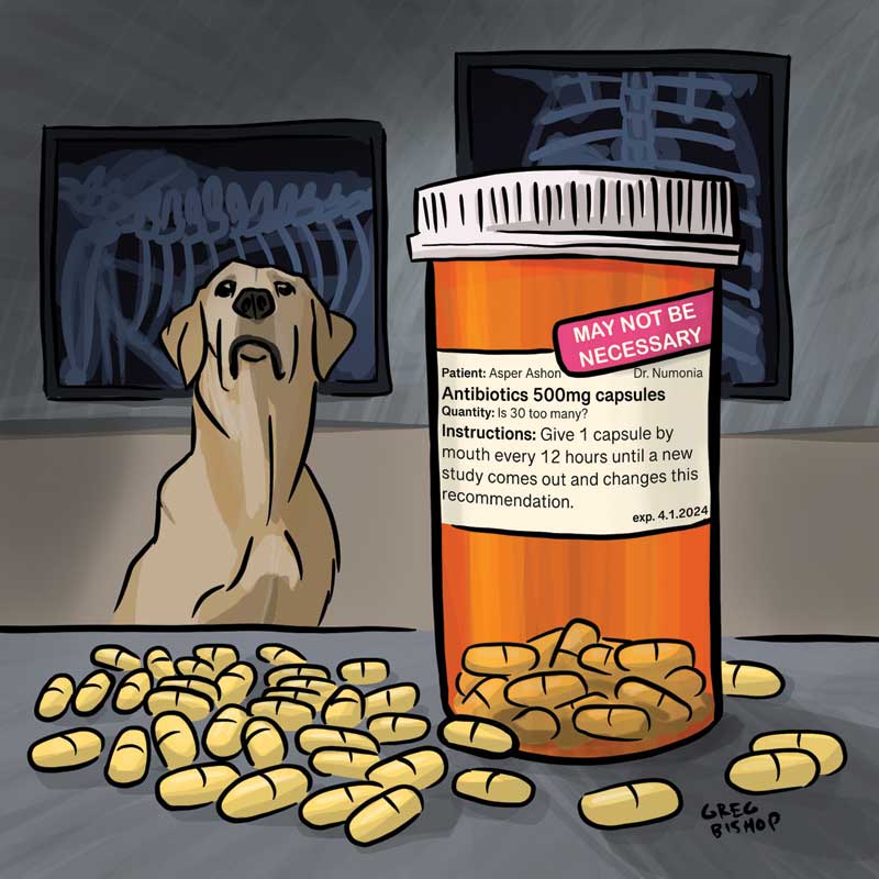 Reconsidering antibiotic duration for canine aspiration pneumonia