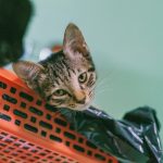 cat in basket with plastic bag