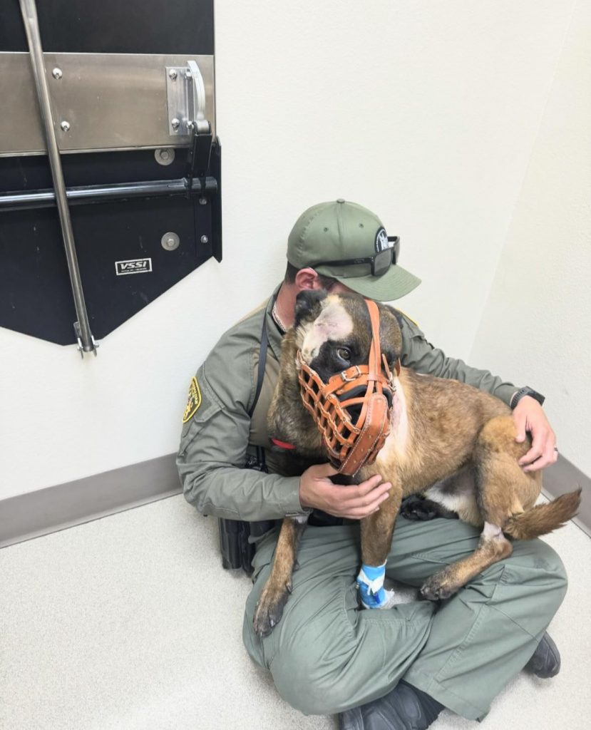 A muzzled K9 unit and its handler.