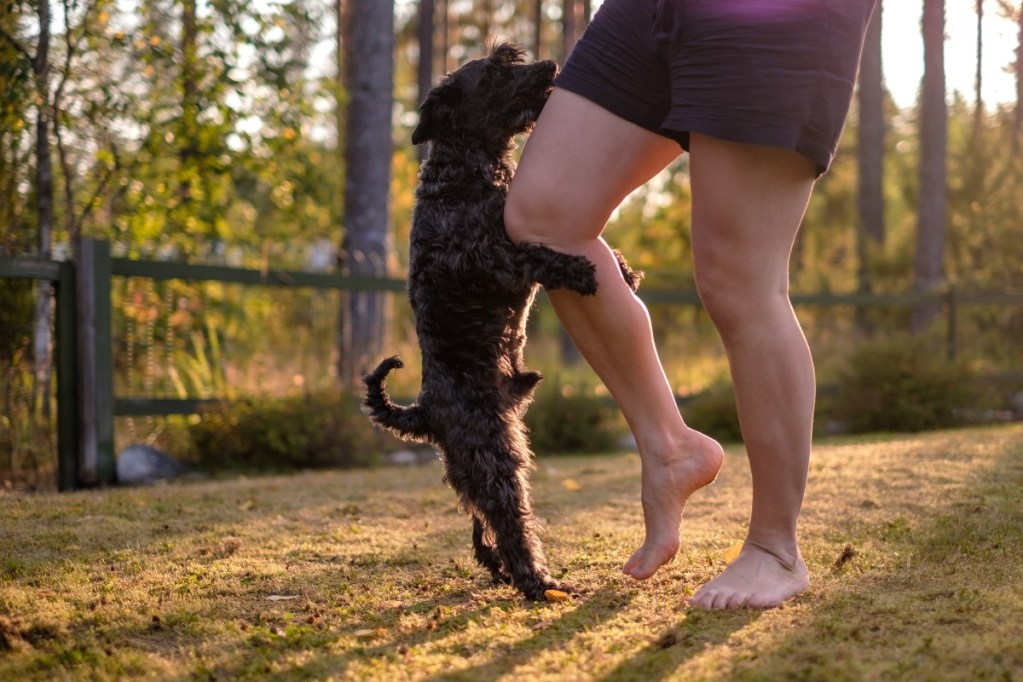 a dog humping a person's leg at a park