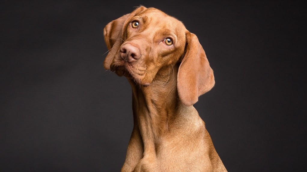 A brown Vizsla dog's portrait in front of a black background