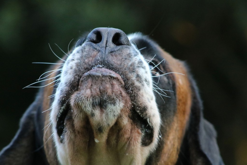 A dog with long whiskers looks up