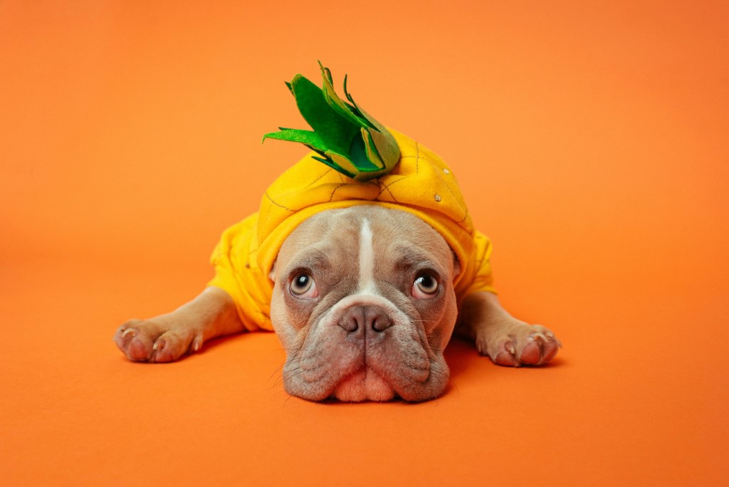 A French Bulldog wearing a pineapple onesie