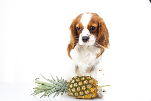 King Charles cavalier spaniel dog with a pineapple