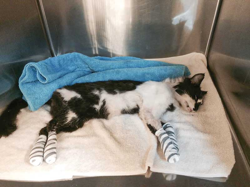 A cat with bandaged paws and legs lie down inside a kennel in a veterinary clinic.