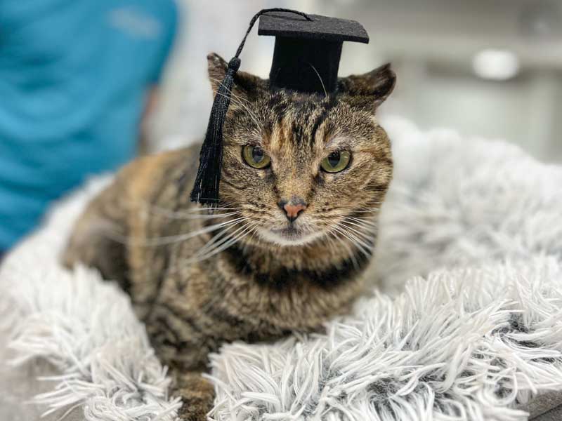 A cat with a little graduation cap on its head.