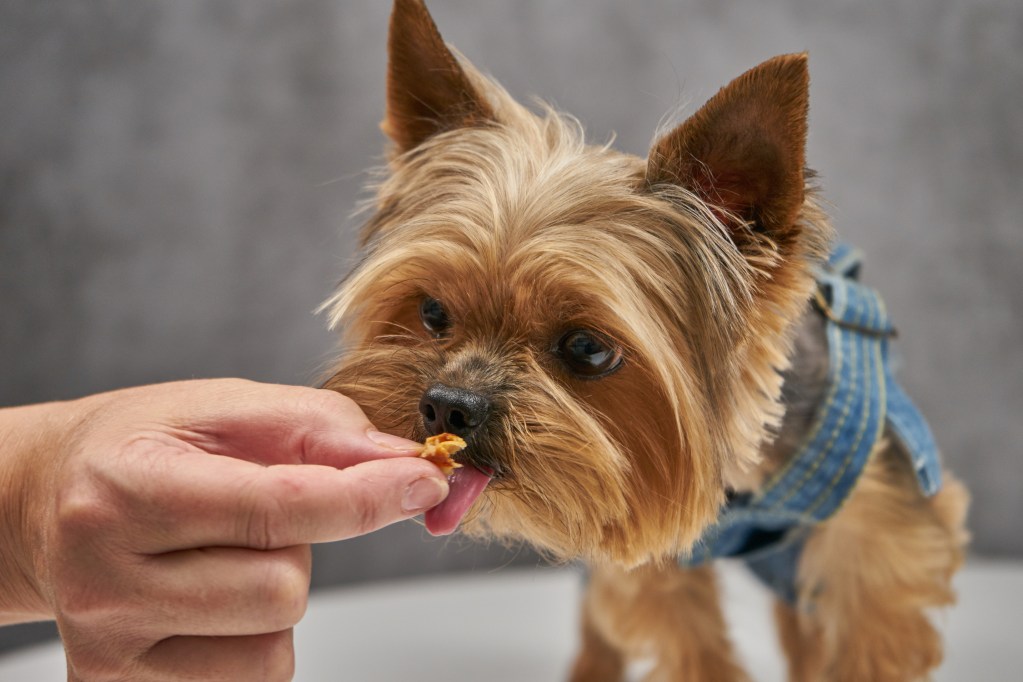A yorkie eats a treat from his human