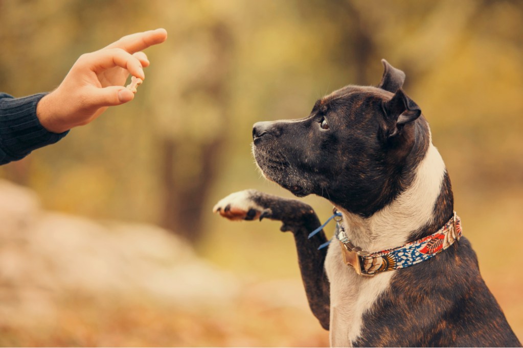 A dog raises his paw to receive a treat