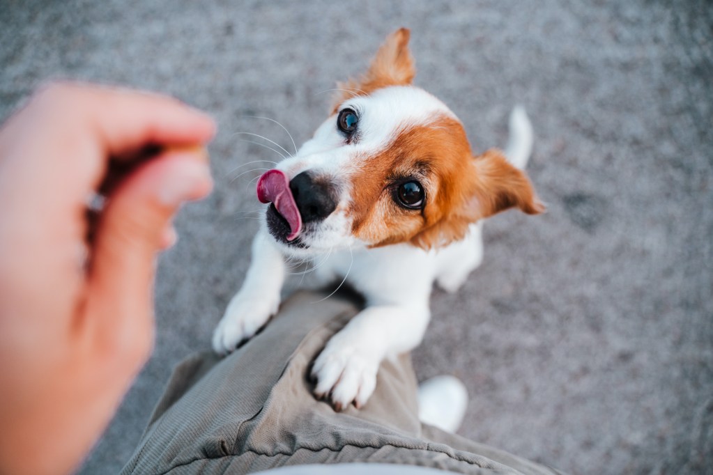 Jack Russell terrier tongue out for a treat