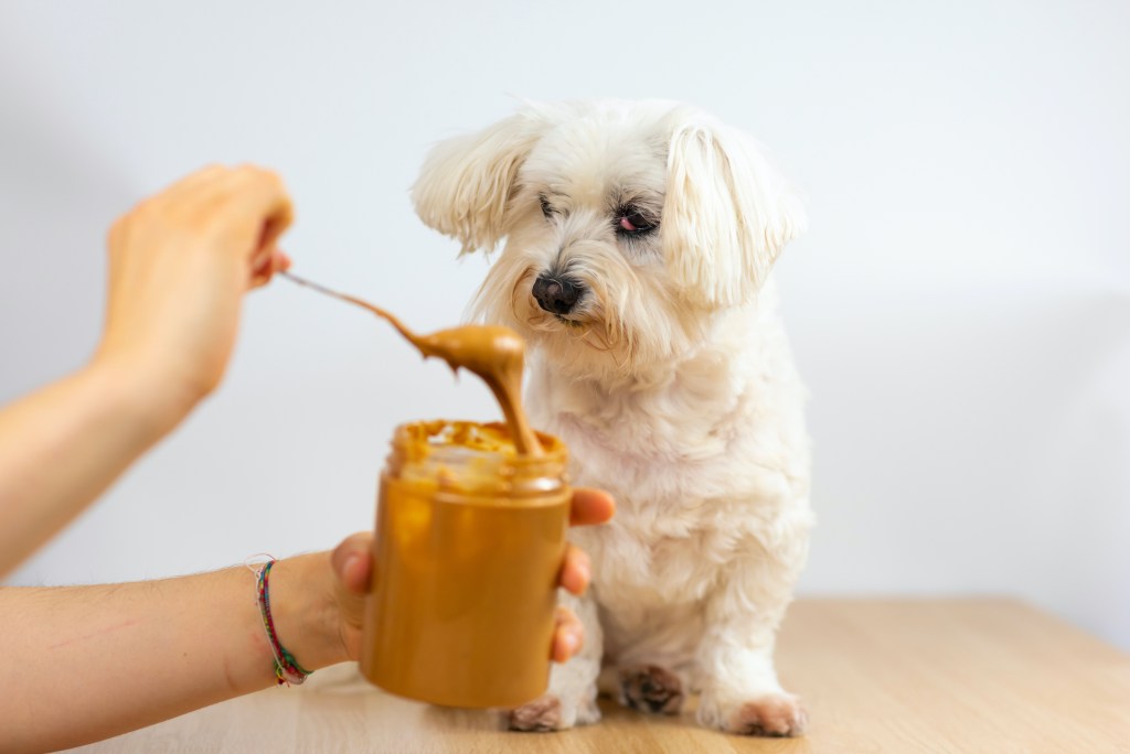 Maltese dog watches-owner spoon peanut butter