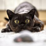 A black Burmese cat stalks a toy mouse, preparing to pounce.