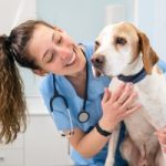 Celebrating veterinarians ahead of World Vet Day