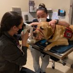 Spotting and treating early signs of ocular conditions in hardworking canines is the goal of the American College of Veterinary Ophthalmologists’ (ACVO’s) National Service Animal Eye Exam Event.