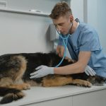 dog getting heart checked by vet