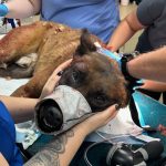 A wounded Belgian Malinois received immediate veterinary care