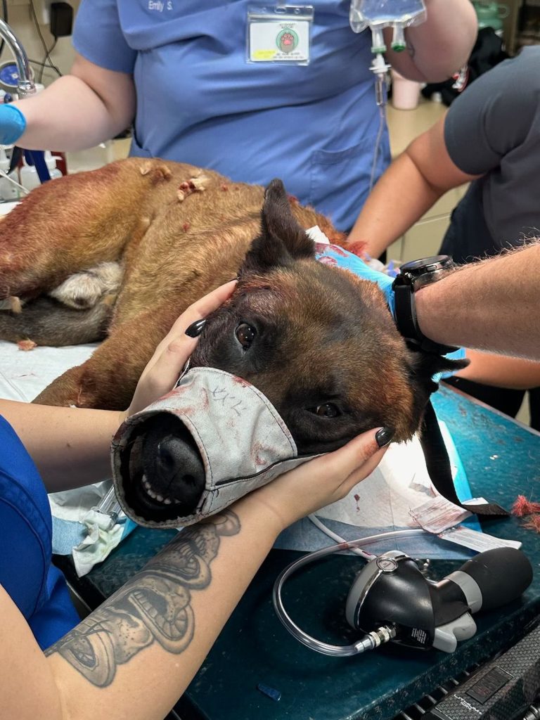 A wounded Belgian Malinois received immediate veterinary care