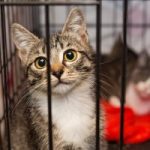 Rapid rise in surrendered cats prompts calls for desexing