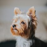 A Yorkshire terrier looks to the side