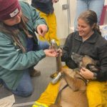 Veterinary emergency team in Texas awarded for response efforts during the state’s largest fire