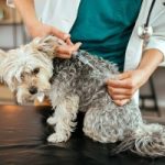 WSAVA updates its Global Vaccination Guidelines
