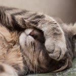 Cute cat sleeping with their paw over their face