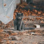 a cat sitting in dirt by fallen leaves