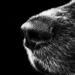 grayscale of dog nose