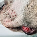 A dog's snout with white whiskers