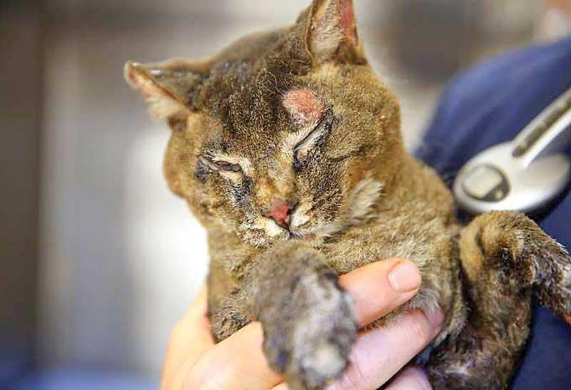 A cat with burn injuries to the face.