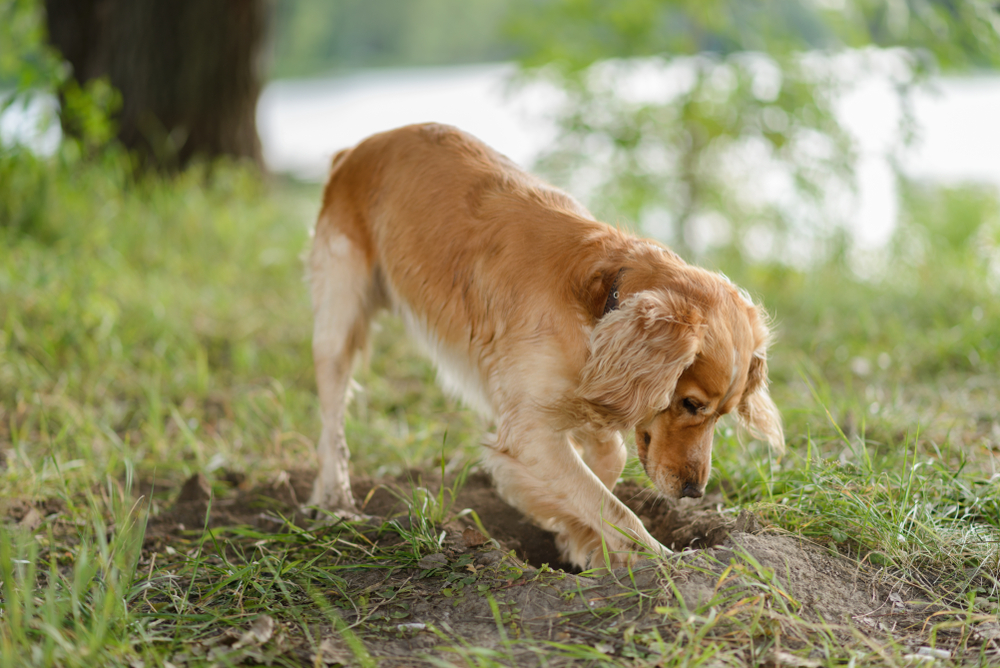 A Golden Retriever digging a hole in a yard.
