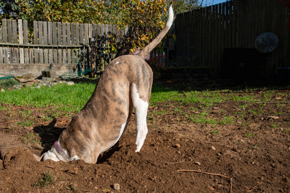 A brown brindle-coated dog with his head buried in a large hole.