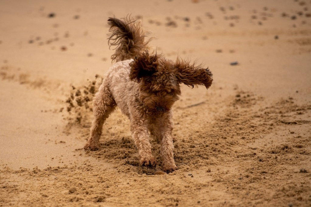 Dog digs in the sand on the beach