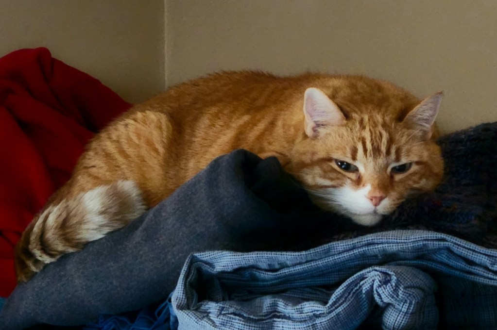 large orange cat on pile of laundry