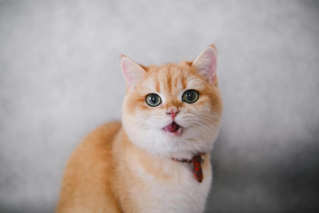 An orange and white cat meows in front of gray background