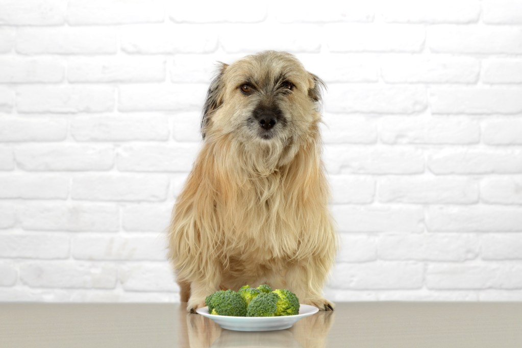 Hairy dog with a bowl of broccoli