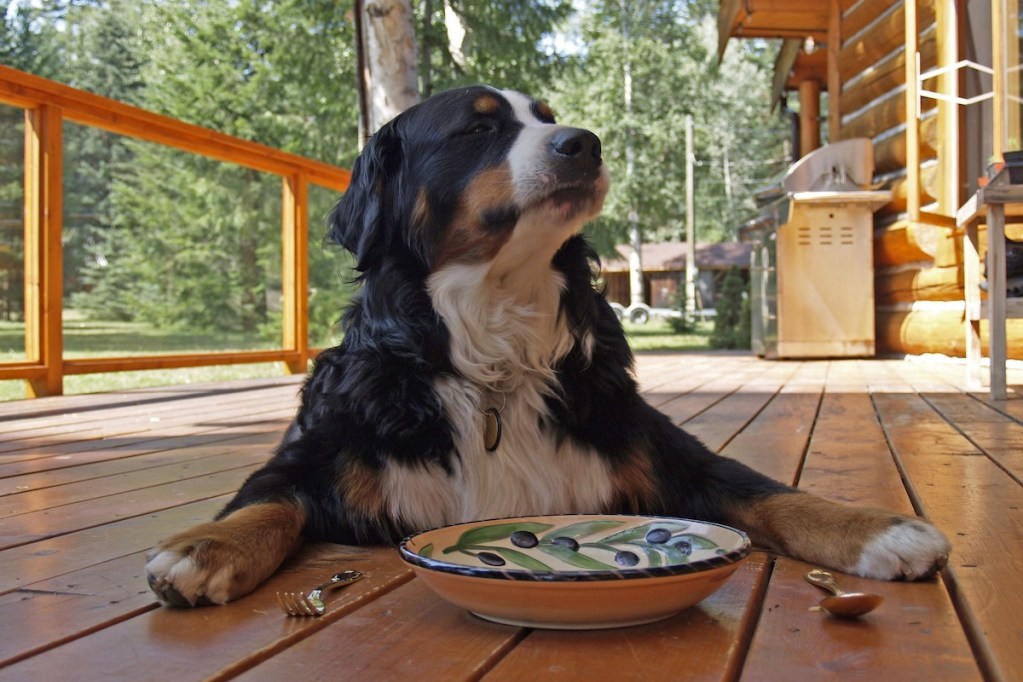Bernese mountain dog eats his dinner outside