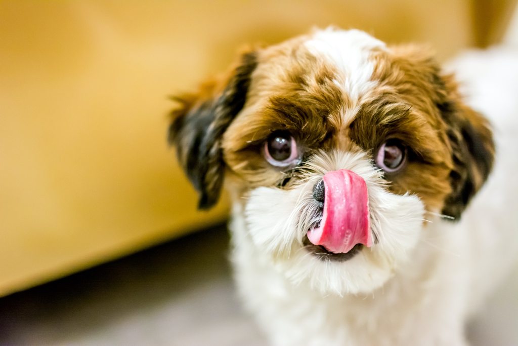A Shih Tzu dog licks their nose while standing close to the camera