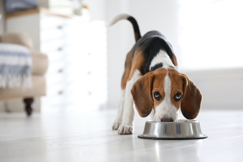 Beagle dog looks up while eating food