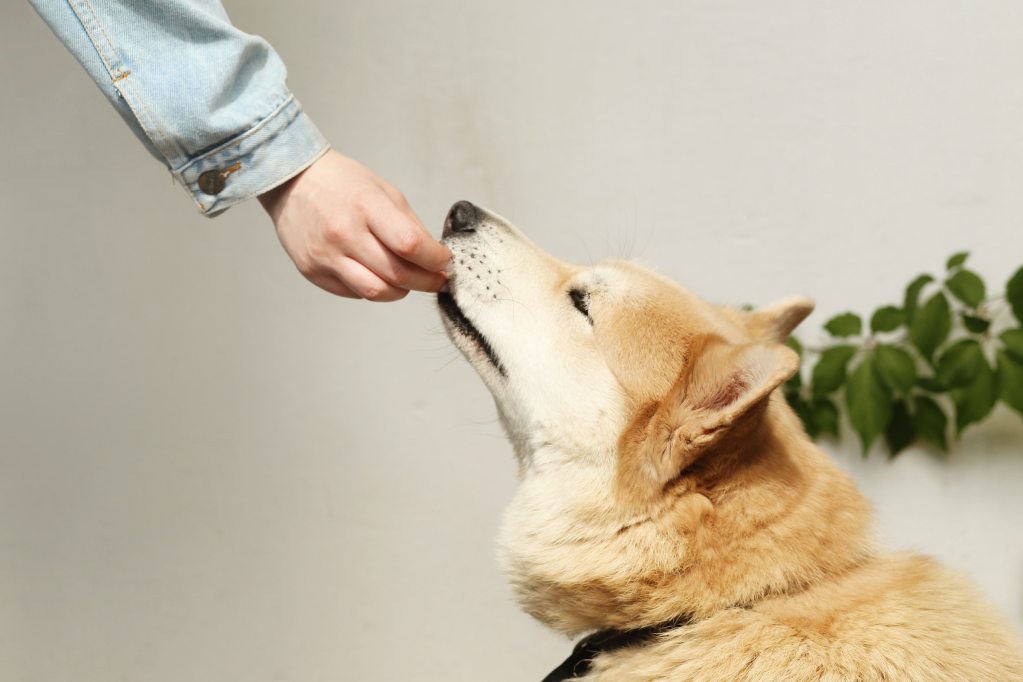 Someone feeds a Shiba Inu from the side