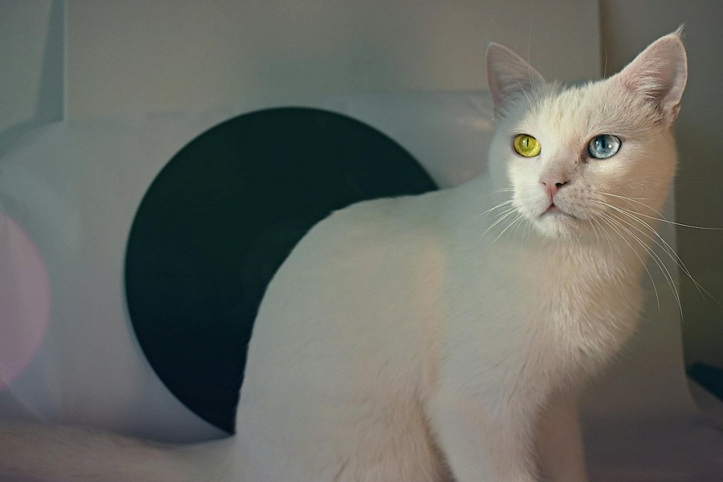 A white cat with different color eyes sits in front of his tunnel